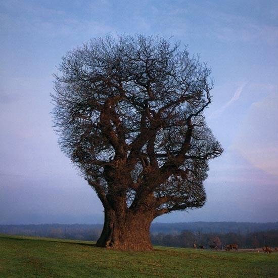 Tree looks like man face